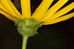 Purpledisk sunflower